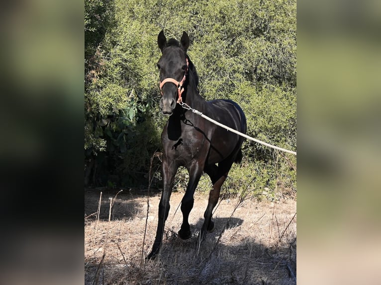 Menorquin Mare Foal (02/2026) 16.2 hh Black in Menorca