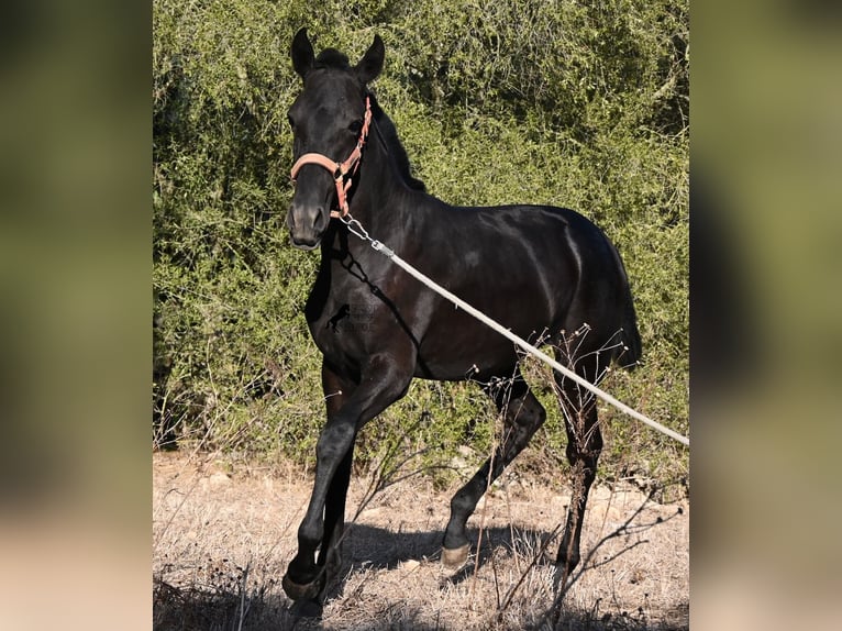 Menorquin Mare Foal (02/2026) 16.2 hh Black in Menorca