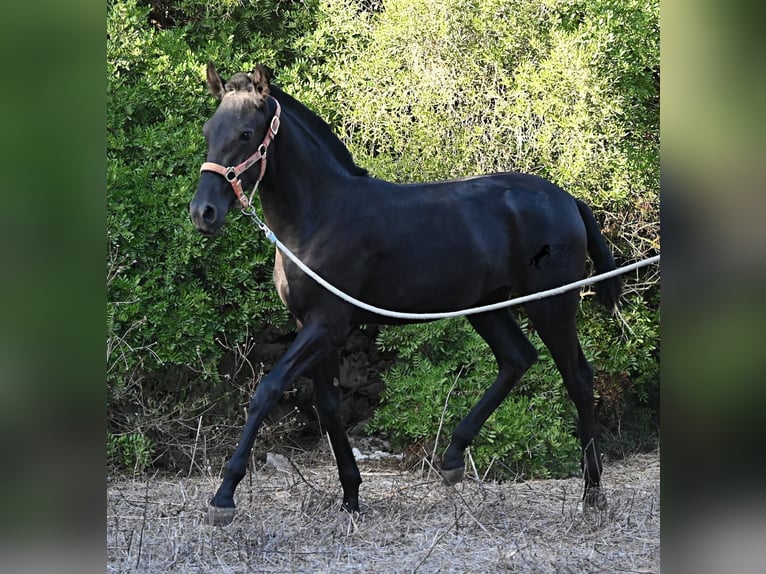 Menorquin Mare Foal (02/2026) 16.2 hh Black in Menorca