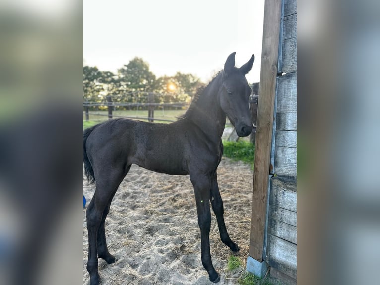 Menorquin Mare Foal (07/2025) 16 hh Black in Ninove