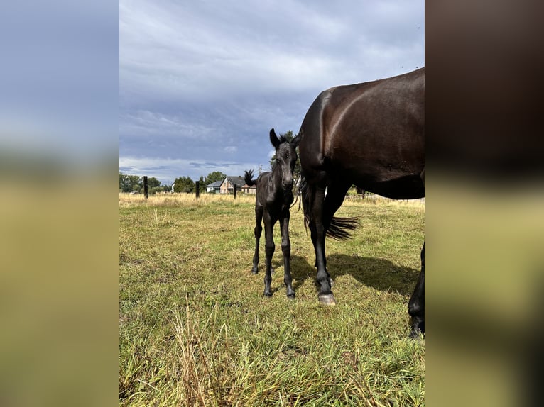 Menorquin Mare Foal (07/2025) 16 hh Black in Ninove