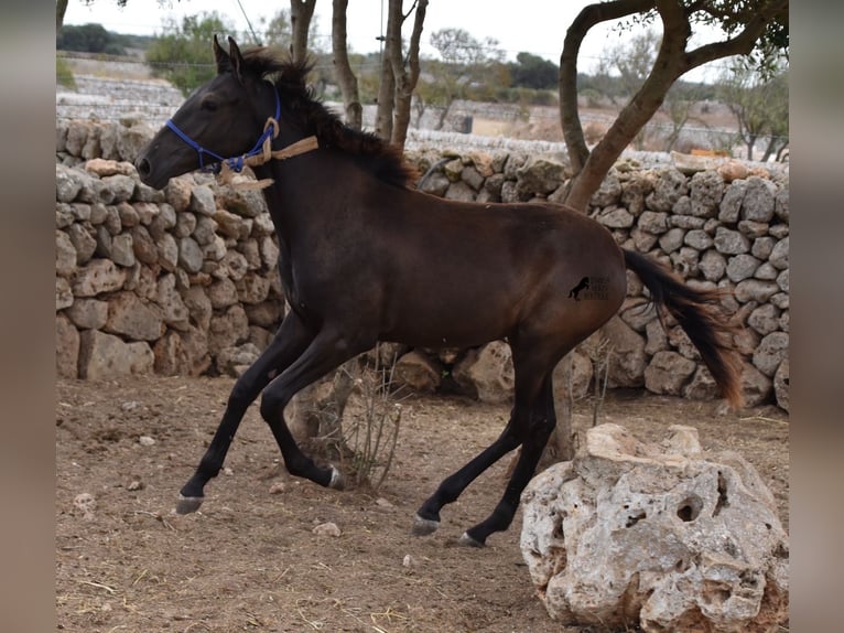 Menorquin Mare Foal (02/2023) 16 hh Black in Menorca