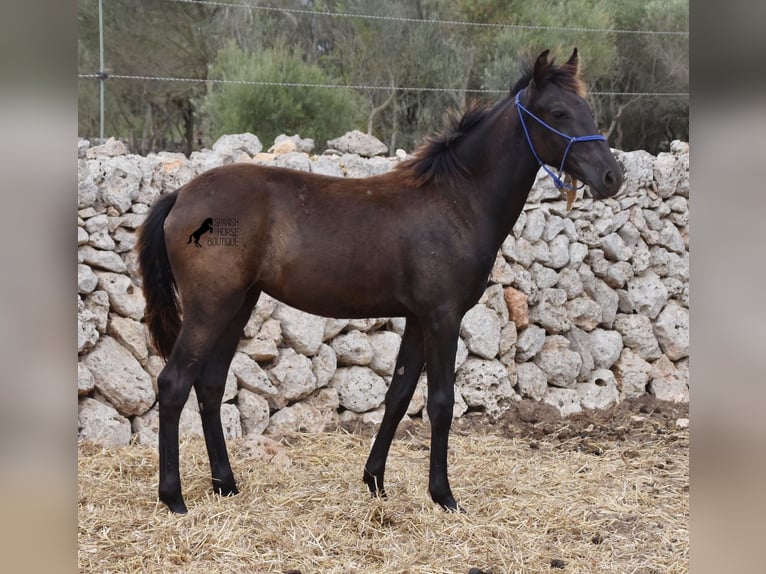 Menorquin Mare Foal (02/2023) 16 hh Black in Menorca
