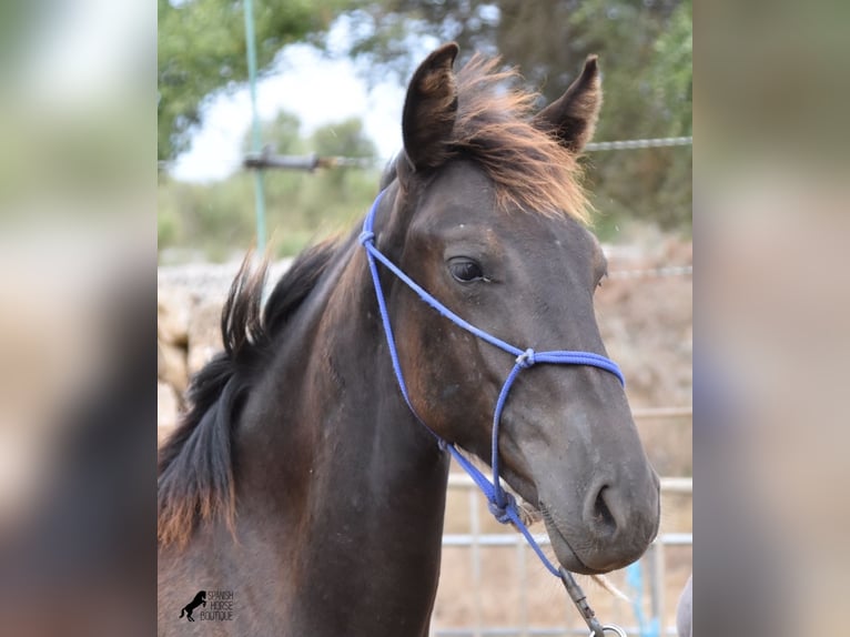 Menorquin Mare Foal (02/2023) 16 hh Black in Menorca