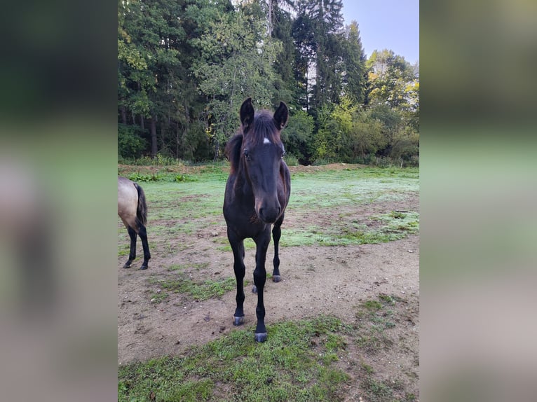 Menorquin Mare Foal (04/2026) 16 hh Black in GSCHWEND