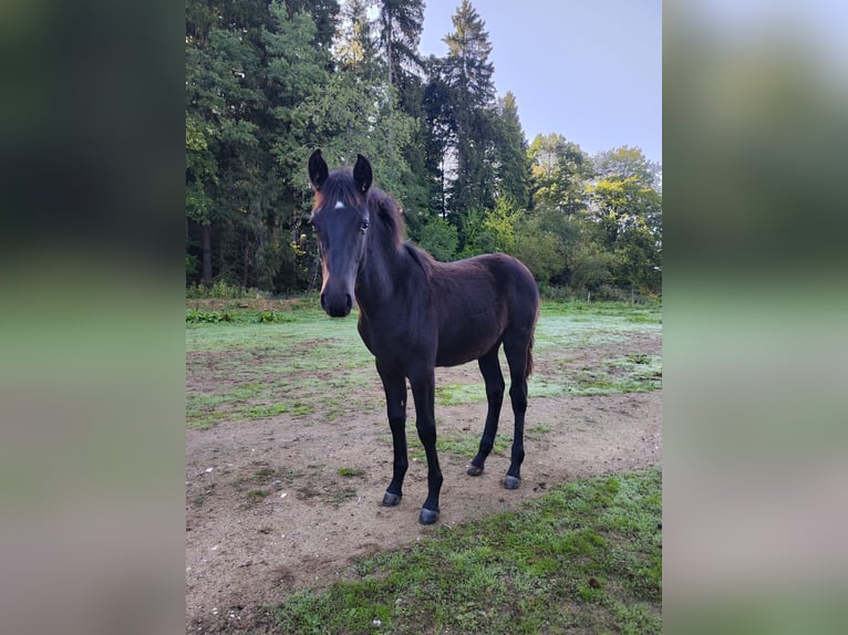 Menorquin Mare Foal (04/2026) 16 hh Black in GSCHWEND