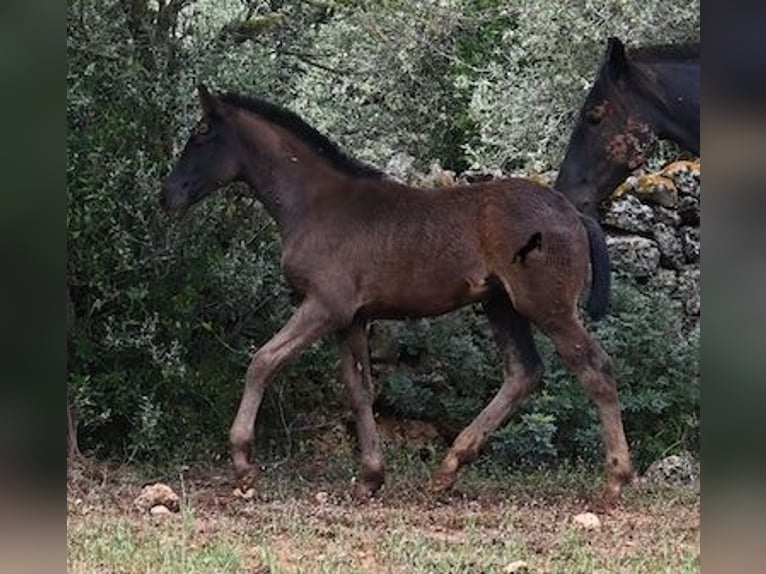 Menorquin Mare Foal (02/2025) 16 hh Black in Menorca