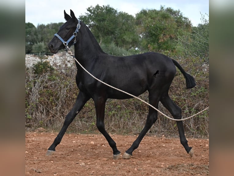 Menorquin Mare Foal (03/2025) 16 hh Black in Menorca