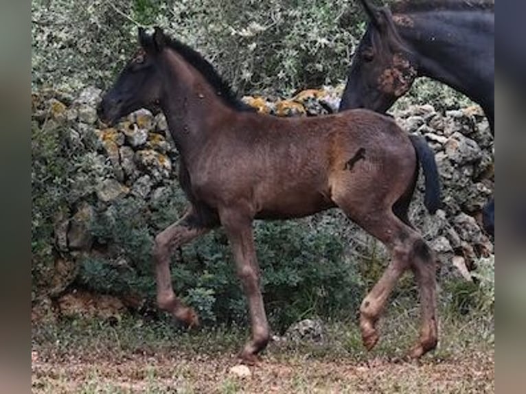 Menorquin Mare Foal (02/2025) 16 hh Black in Menorca