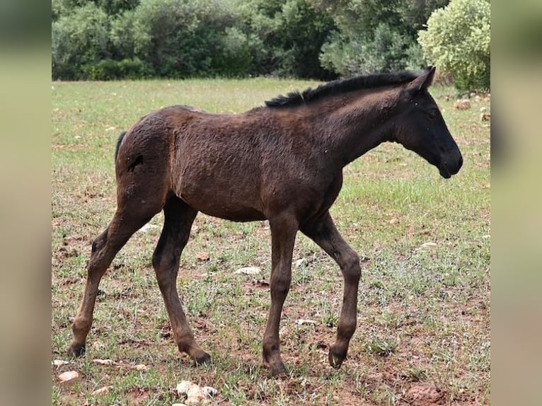 Menorquin Mare Foal (02/2025) 16 hh Black in Menorca