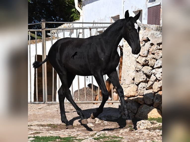 Menorquin Mare Foal (03/2025) 16 hh Black in Menorca