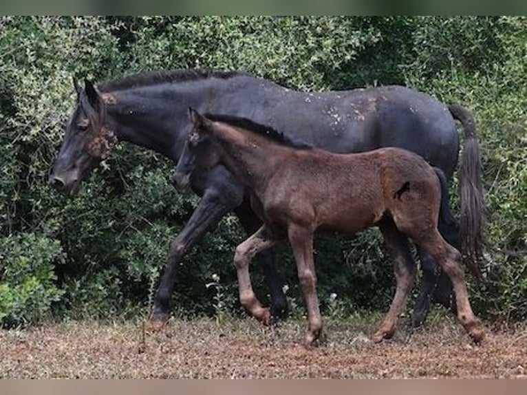 Menorquin Mare Foal (02/2025) 16 hh Black in Menorca