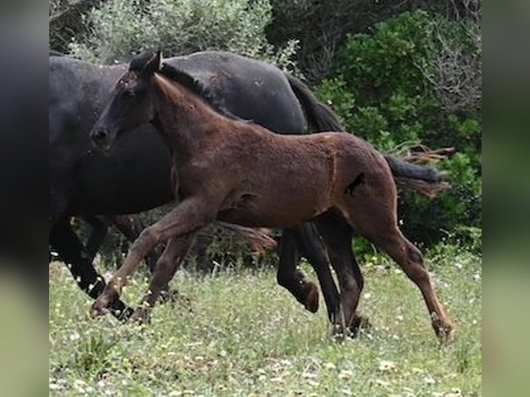 Menorquin Mare Foal (02/2025) 16 hh Black in Menorca