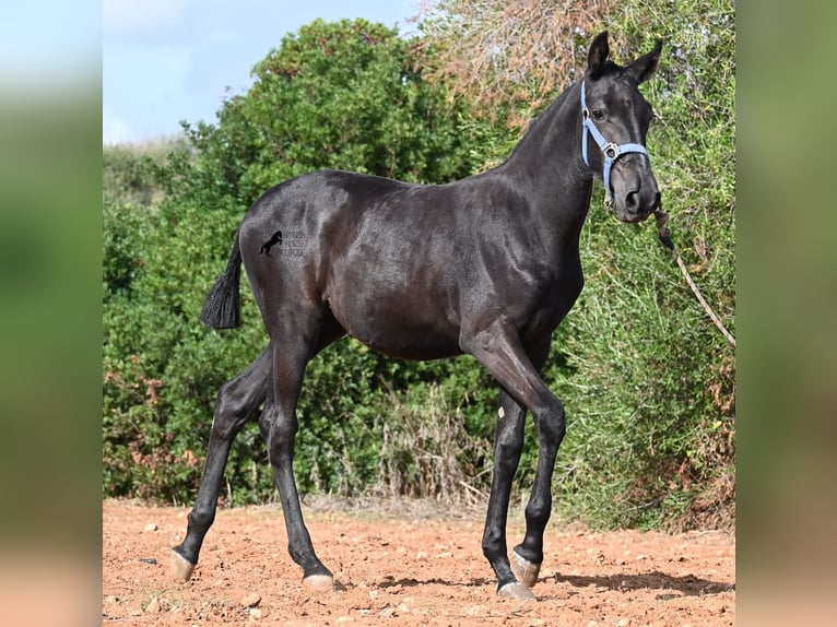 Menorquin Mare Foal (03/2025) 16 hh Black in Menorca