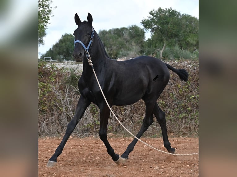 Menorquin Mare Foal (03/2025) 16 hh Black in Menorca