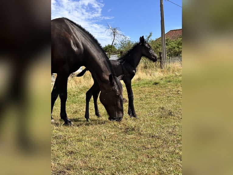 Menorquin Mare Foal (07/2025) 16 hh in Ninove