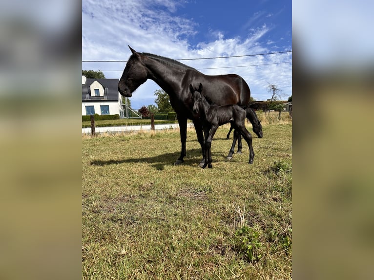 Menorquin Mare Foal (07/2025) 16 hh in Ninove