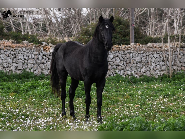 Menorquin Ogier 11 lat 159 cm Kara in Menorca