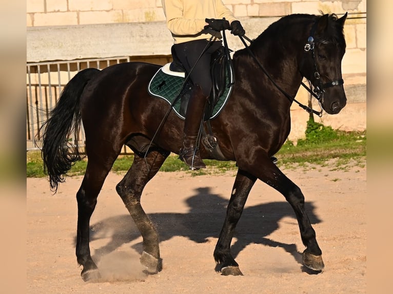 Menorquin Ogier 12 lat 166 cm Kara in Menorca