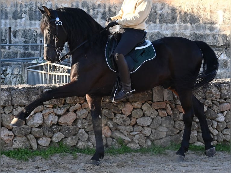 Menorquin Ogier 12 lat 166 cm Kara in Menorca