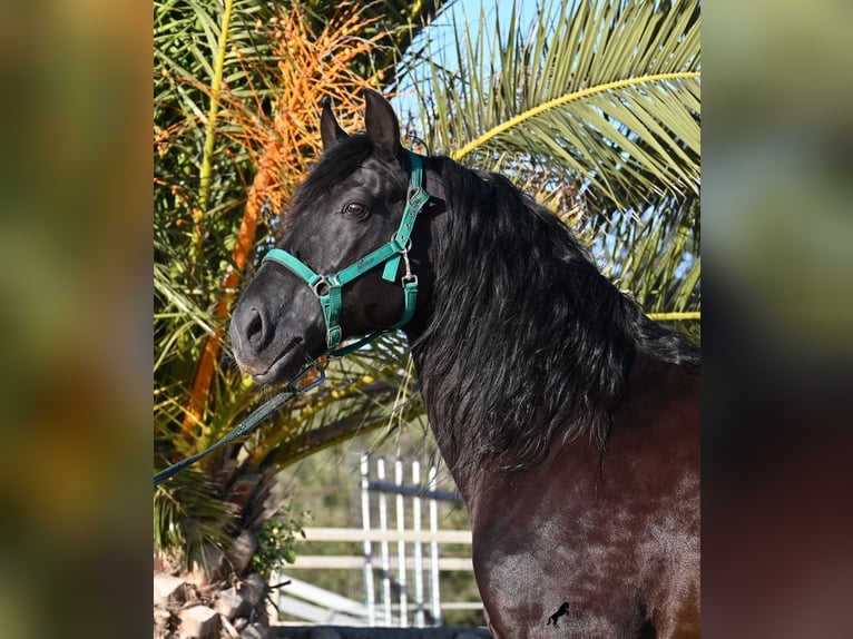 Menorquin Ogier 12 lat 166 cm Kara in Menorca