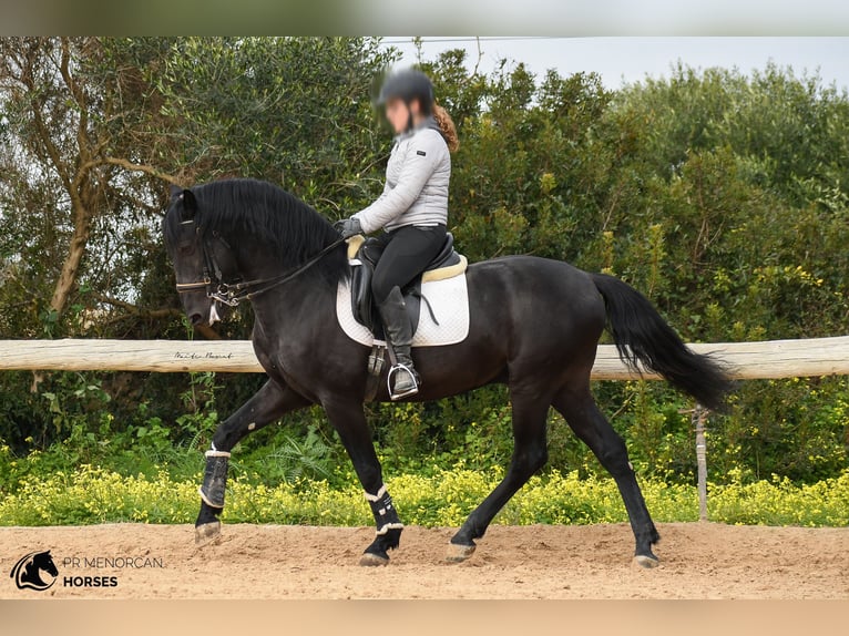 Menorquin Ogier 13 lat 156 cm Kara in Menorca