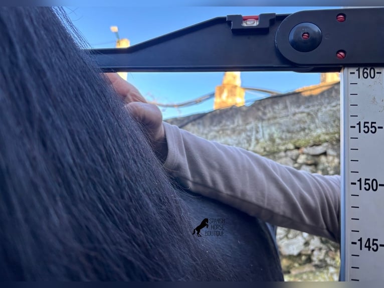 Menorquin Ogier 15 lat 160 cm Kara in Menorca