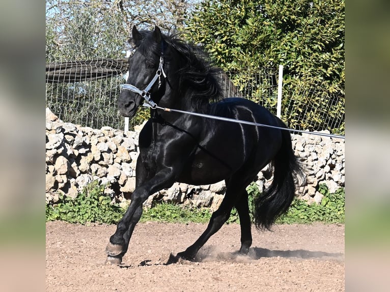 Menorquin Ogier 15 lat 160 cm Kara in Menorca