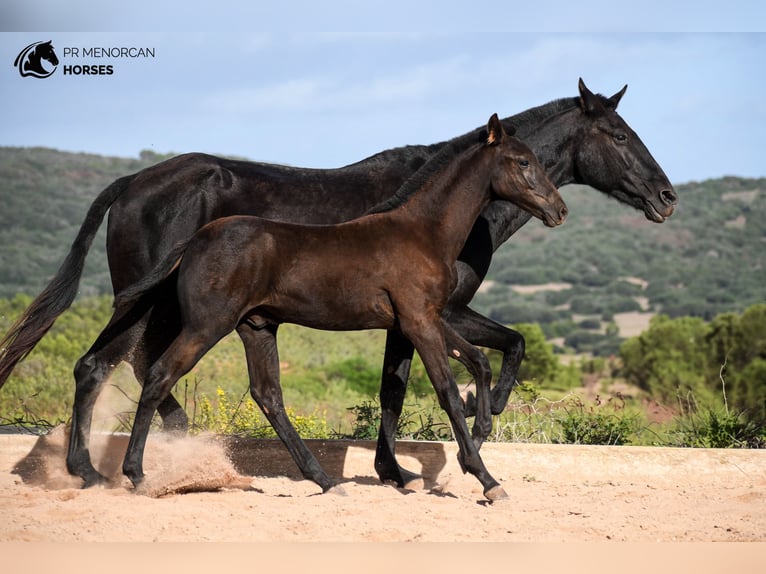 Menorquin Ogier 1 Rok 155 cm in Menorca