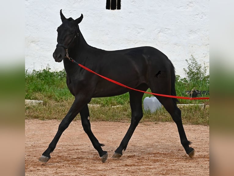 Menorquin Ogier 1 Rok 160 cm Kara in Menorca
