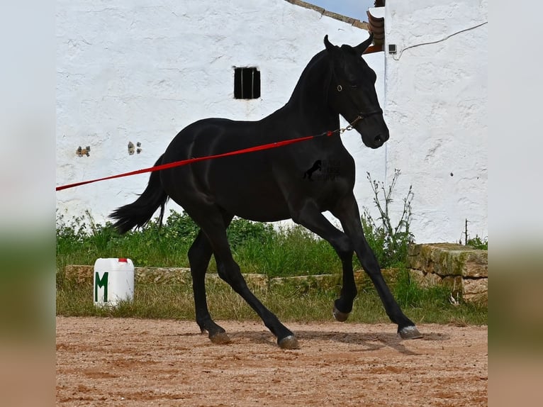 Menorquin Ogier 1 Rok 160 cm Kara in Menorca