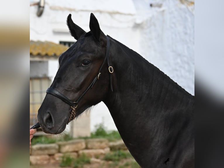 Menorquin Ogier 1 Rok 160 cm Kara in Menorca
