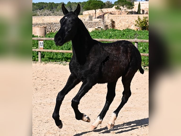 Menorquin Ogier 1 Rok 160 cm Kara in Menorca