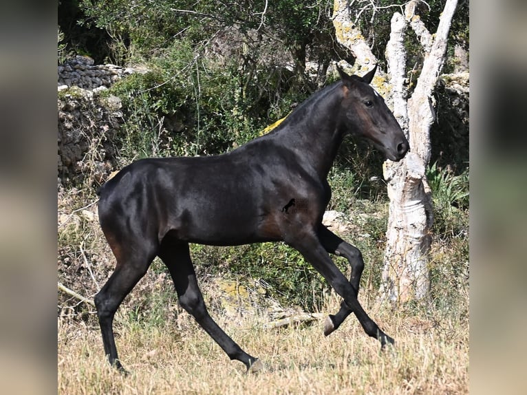 Menorquin Ogier 1 Rok 163 cm Kara in Menorca