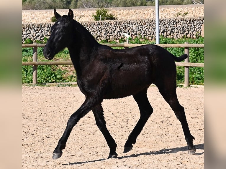 Menorquin Ogier 1 Rok 163 cm Kara in Menorca