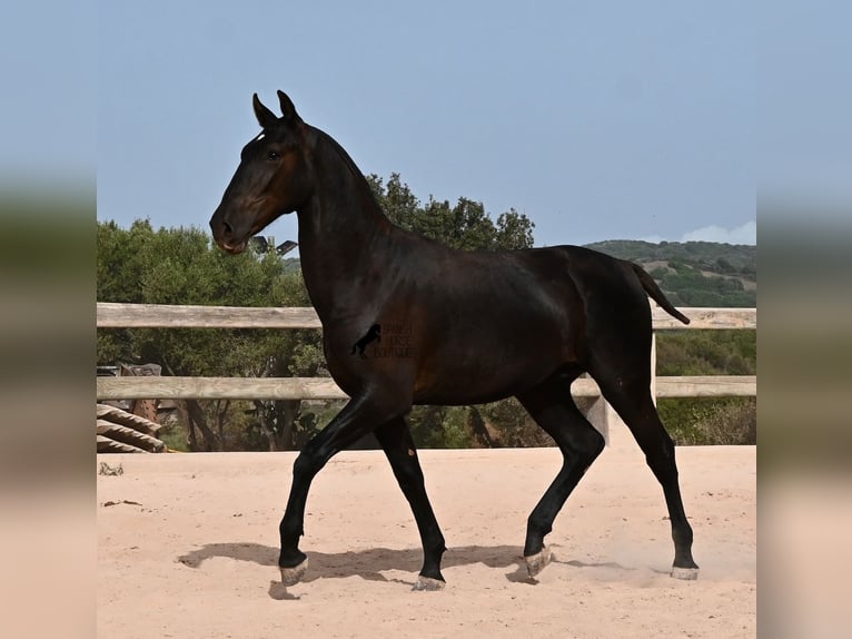 Menorquin Ogier 1 Rok 165 cm Kara in Menorca