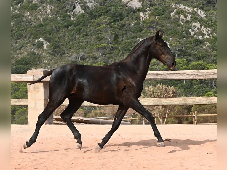 Menorquin Ogier 1 Rok 165 cm Kara in Menorca