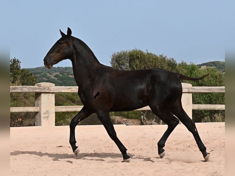 Menorquin Ogier 1 Rok 165 cm Kara in Menorca
