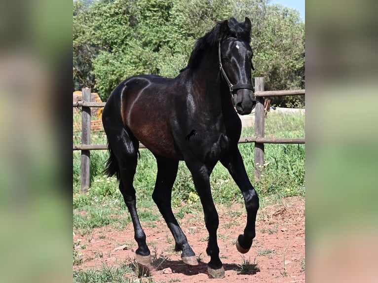 Menorquin Ogier 2 lat 159 cm Kara in Menorca