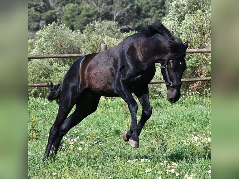 Menorquin Ogier 2 lat 159 cm Kara in Menorca