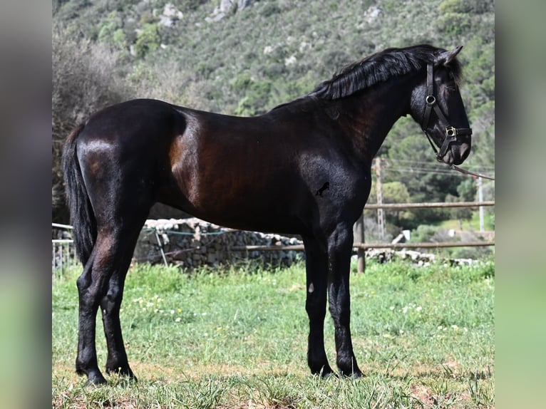 Menorquin Ogier 2 lat 159 cm Kara in Menorca
