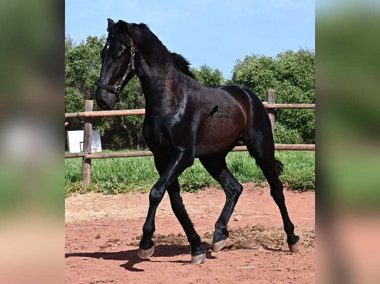 Menorquin Ogier 2 lat 159 cm Kara in Menorca
