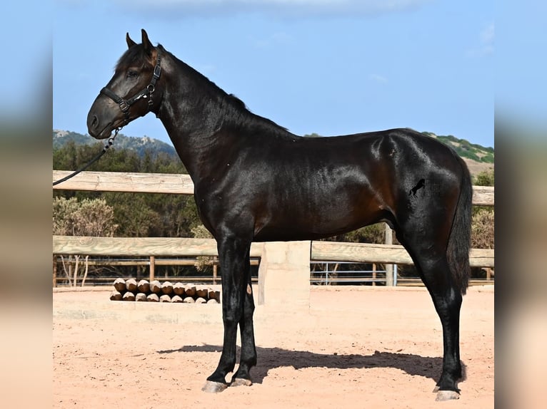 Menorquin Ogier 2 lat 160 cm Kara in Menorca