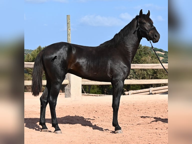 Menorquin Ogier 2 lat 160 cm Kara in Menorca