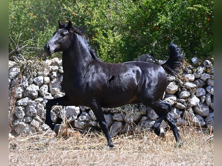 Menorquin Ogier 2 lat 160 cm Kara in Menorca