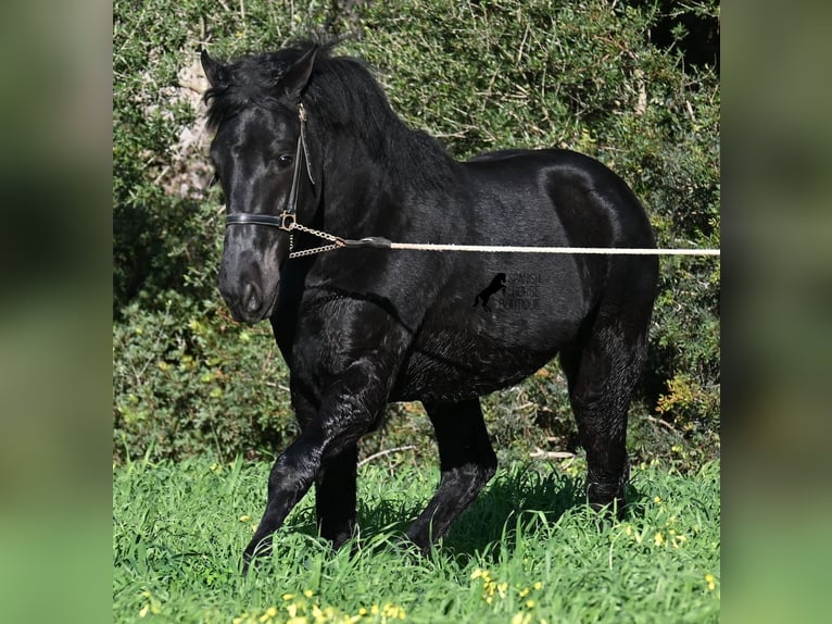 Menorquin Ogier 2 lat 160 cm Kara in Menorca