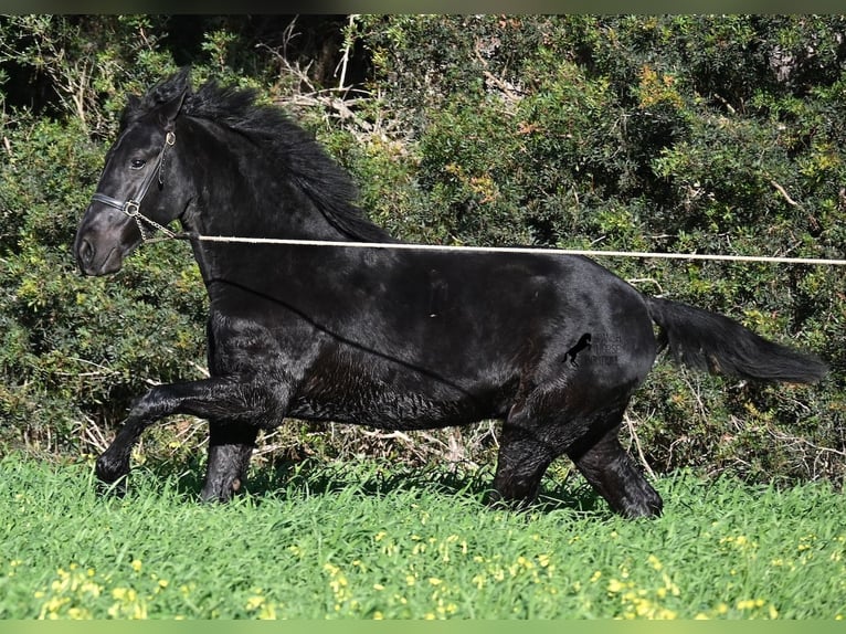 Menorquin Ogier 2 lat 160 cm Kara in Menorca