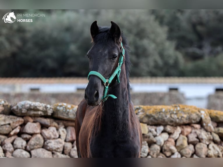 Menorquin Ogier 2 lat 160 cm in Menorca