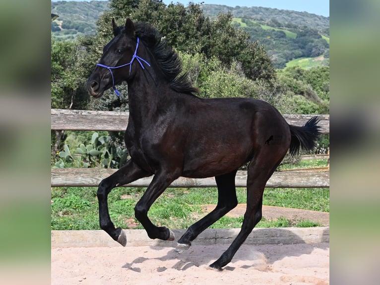 Menorquin Ogier 2 lat 162 cm Kara in Menorca