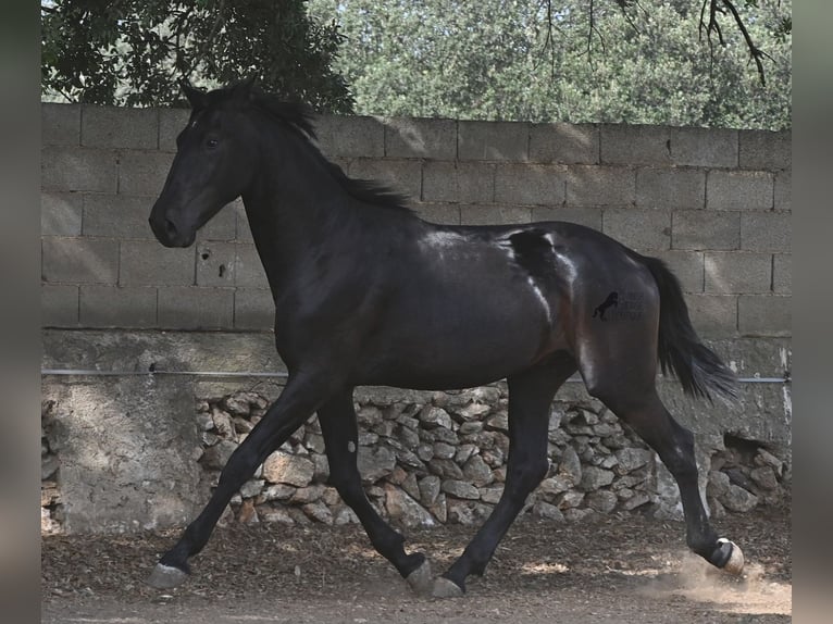 Menorquin Ogier 2 lat 163 cm Kara in Menorca